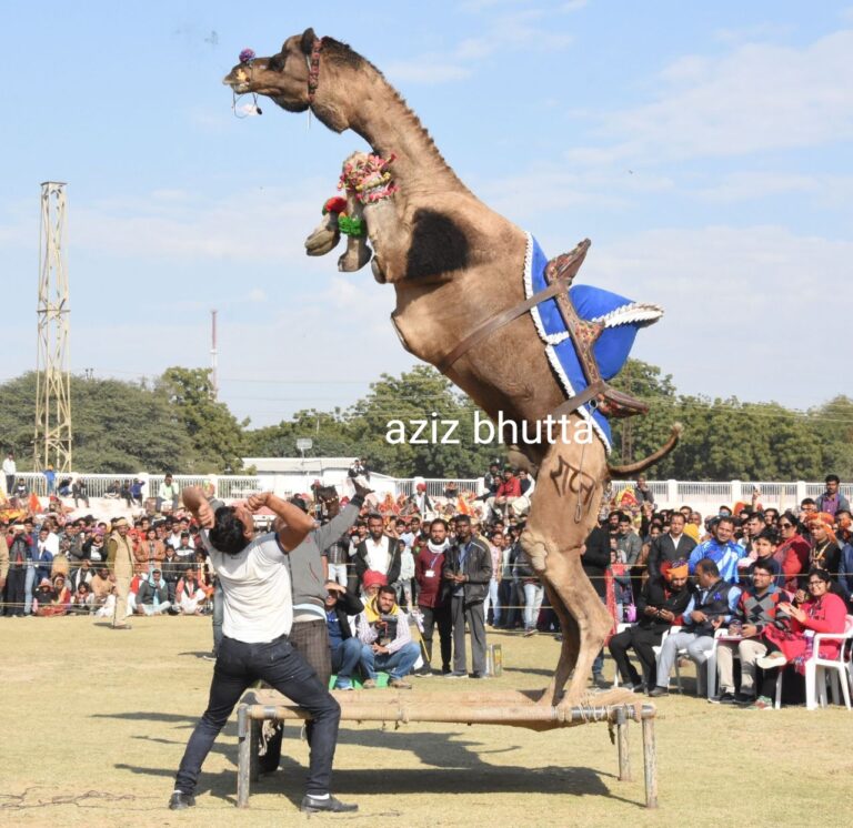 धोरों पर नाचने को तैयार ऊंट,तीन दिन चलेगा ऊंट उत्सव,  होंगी प्रतियोगिताएं