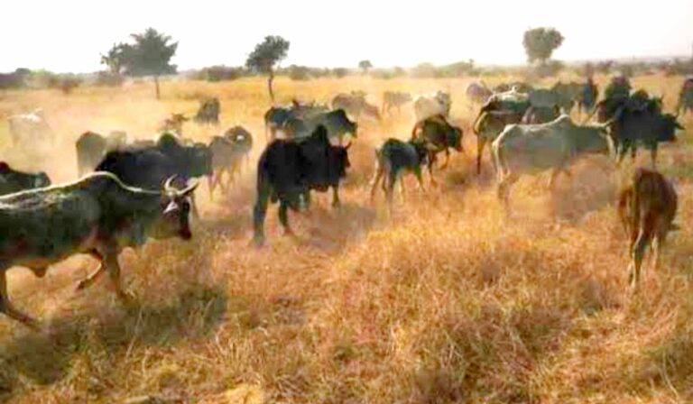 गाय उपकर कोष की 2176 करोड़ में से दस फीसदी राशि गौशालाओं को अनुदान के रूप में जारी करे राज्य सरकार।