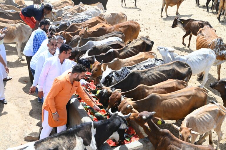 निर्जला एकादशी पर श्री बजरंग धोरा में गर्मी से राहत के लिए गायो को खिलाएं तरबूज।