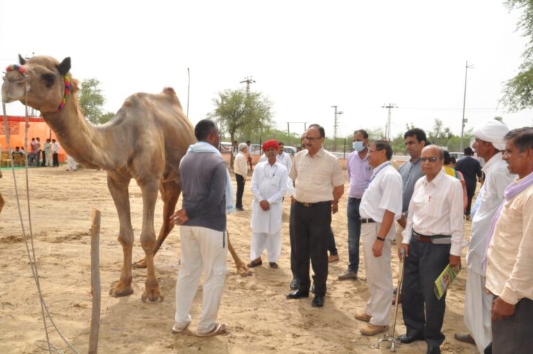 एनआरसीसी में मनाया गया विश्व ऊँट दिवस