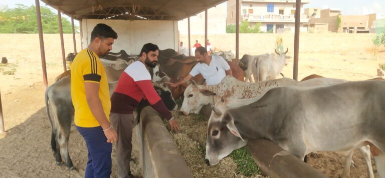 गौ माता को हरा चारा डालकर सेना ने स्थापना दिवस की शुरुआत की