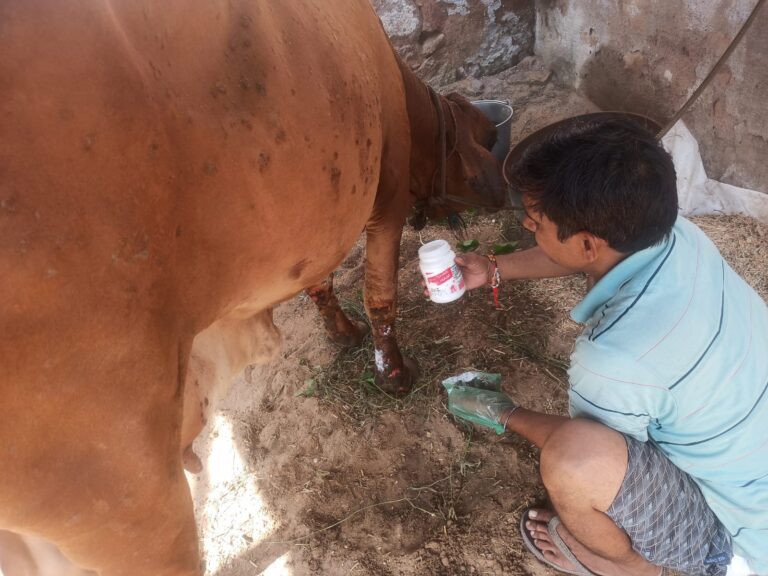 शिवशक्ति मलहम से हो रहा है गायों के घावों का उपचार