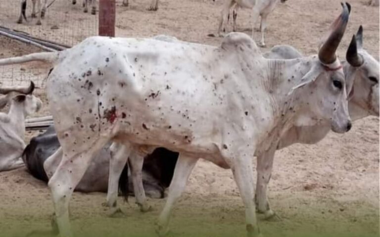 गायों में फैल रहे रोग को लेकर कमेटी व कंट्रोल रूम गठित हो, भामाशाह भी आगे आए